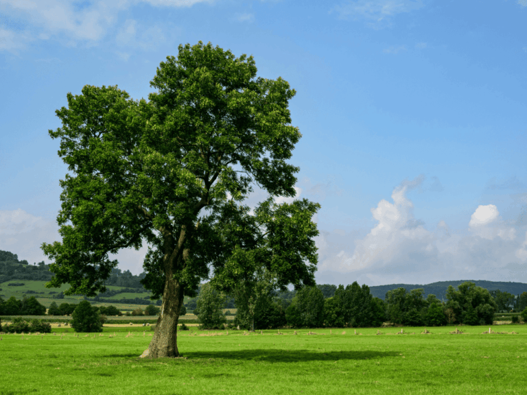 Pohon Ash (Fraxinus velutina)-3