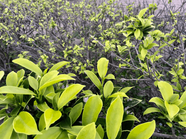 Pohon Beringin Iprik (ficus microcarpa)-1-min