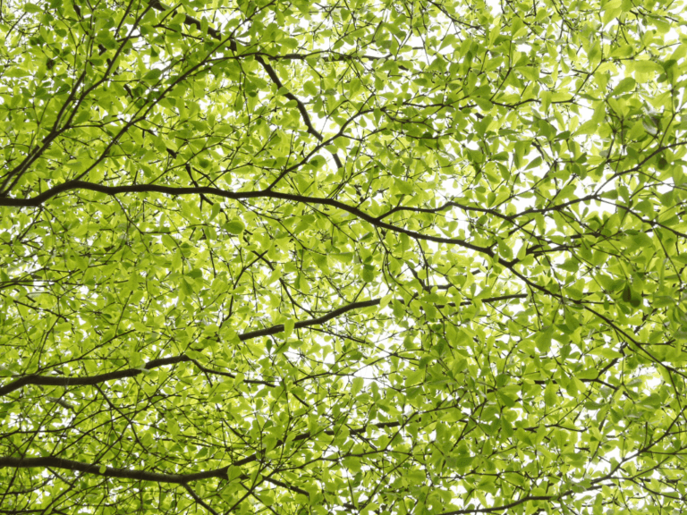 Pohon Beringin Iprik (ficus microcarpa)-2-min