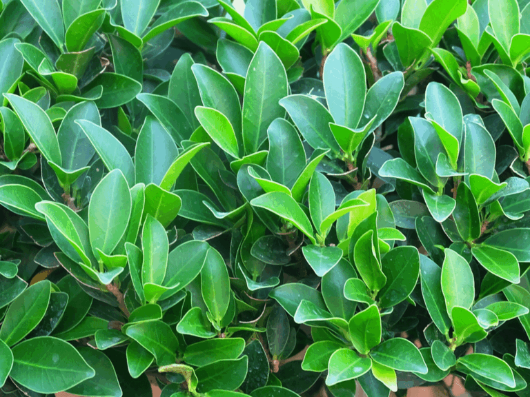 Pohon Beringin Iprik (ficus microcarpa)-3-min