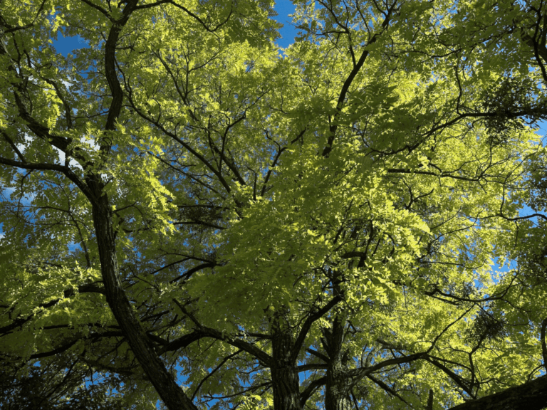 Pohon Beringin Iprik (ficus microcarpa) Home-min