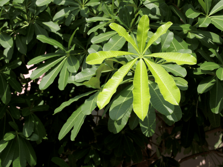 Pohon Bintaro (cerbera manghas)-1-min
