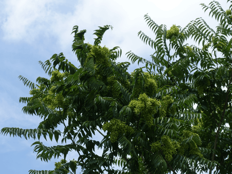 Pohon Bintaro (cerbera manghas)-2-min