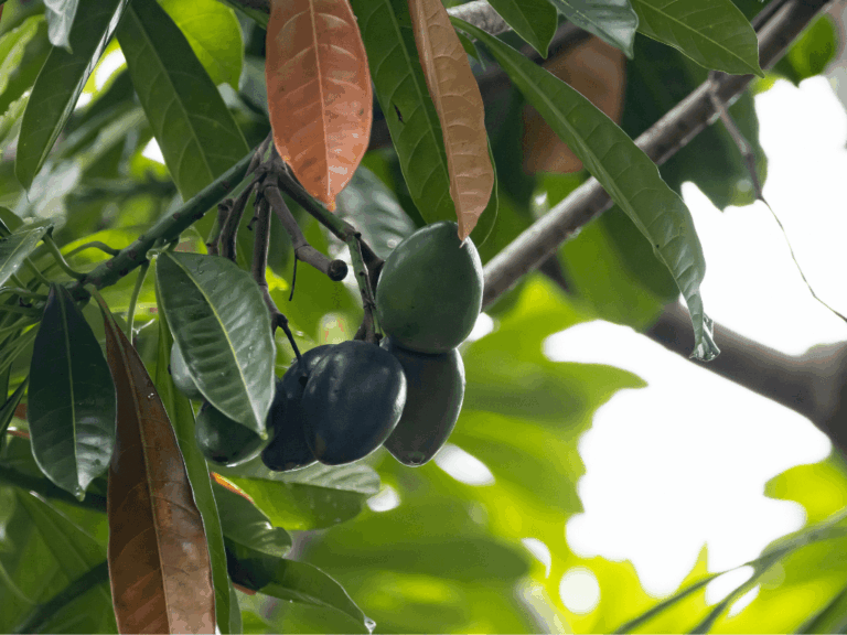 Pohon Bintaro (cerbera manghas)-3-min