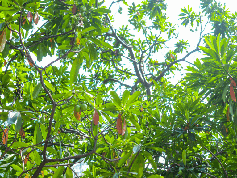 Pohon Bintaro (cerbera manghas) Home-min