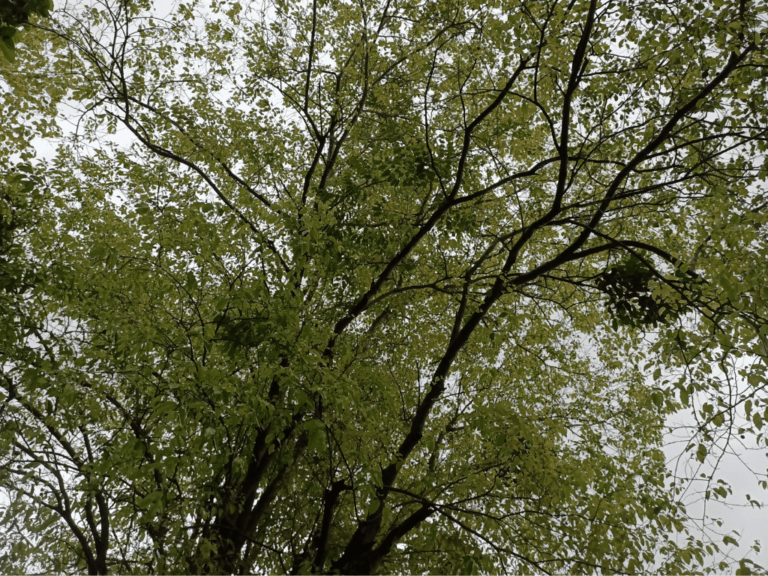 Pohon Gamal (gliricidia sepium)-1-min