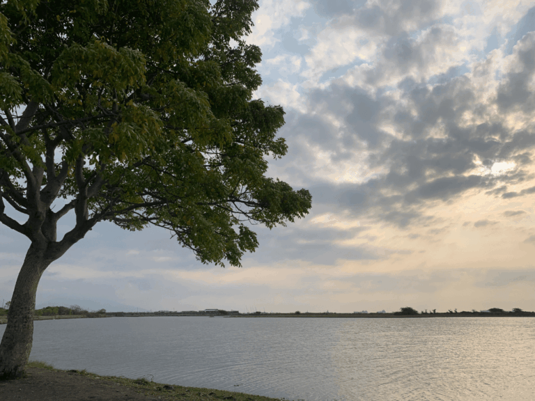 Pohon Gamal (gliricidia sepium)-2-min