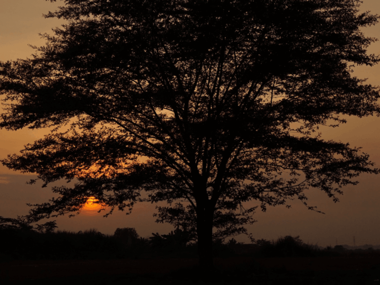 Pohon Gamal (gliricidia sepium)-3-min