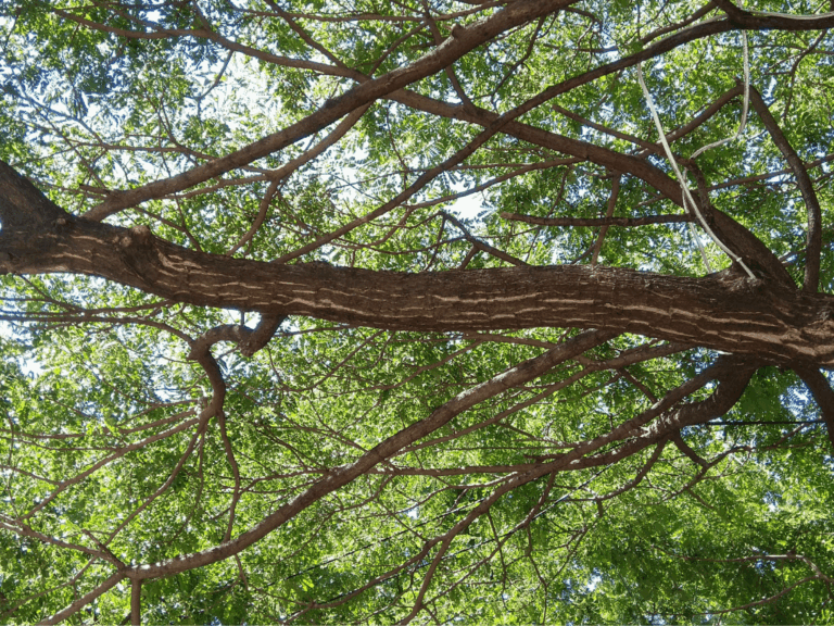 Pohon Gamal (gliricidia sepium) Home-min