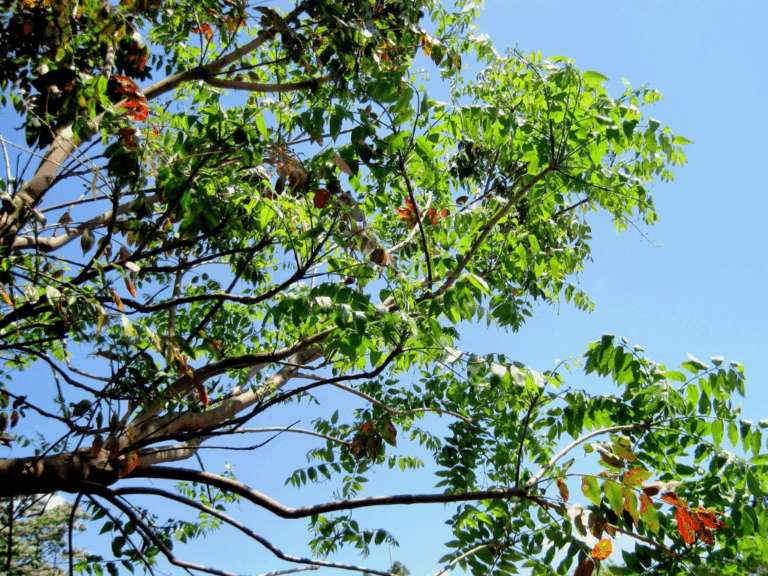 Pohon Jamblang (syzygium cumini)-1