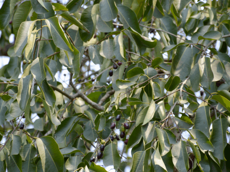 Pohon Jamblang (syzygium cumini)-2