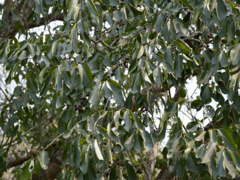 Pohon Jamblang (syzygium cumini)-3