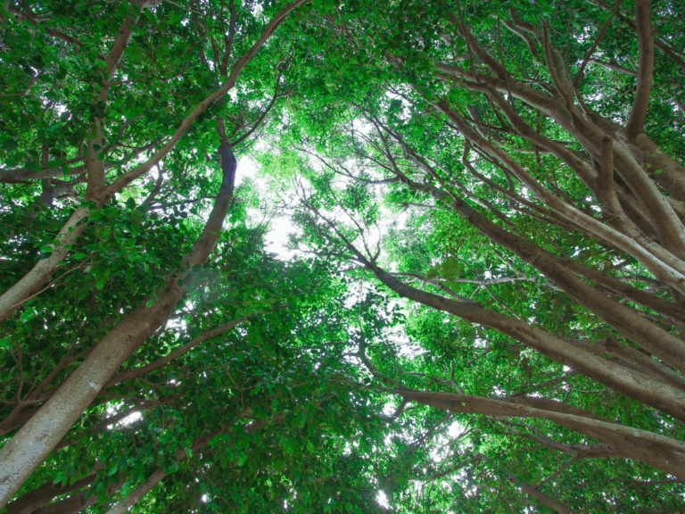 Pohon Jerakah (ficus altissima)-1-min