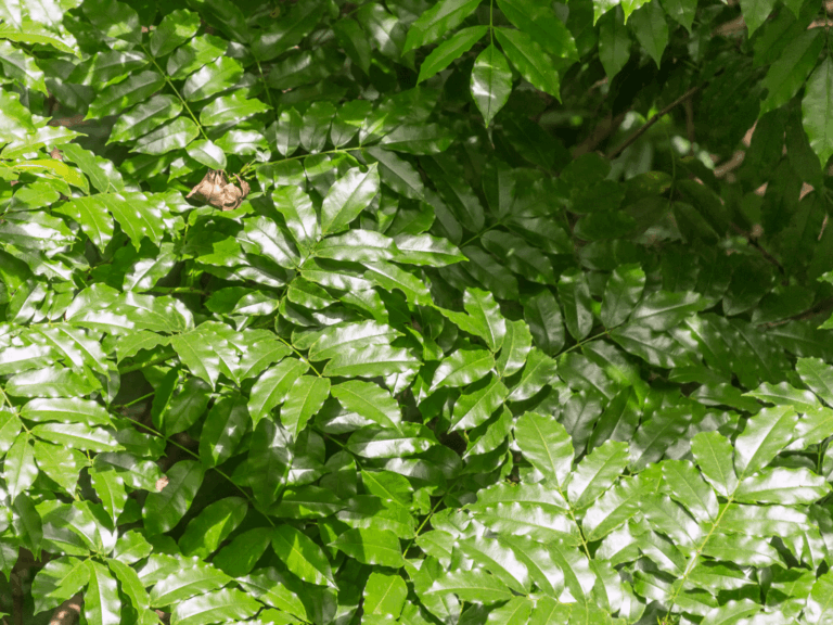 Pohon Jerakah (ficus altissima)-2-min