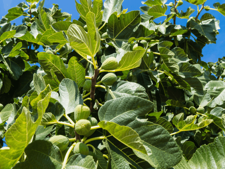 Pohon Jerakah (ficus altissima)-3-min