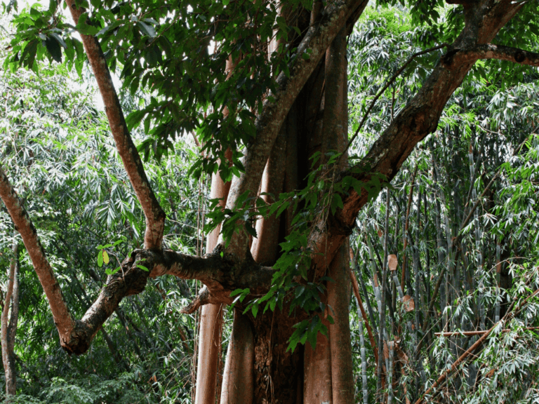 Pohon Jerakah (ficus altissima) Home-min