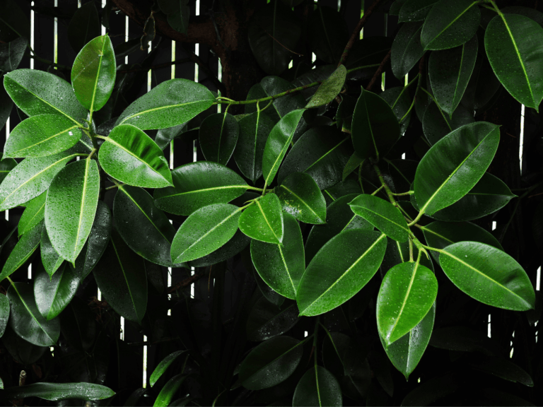 Pohon Karet Hias (ficus elastica)-1-min