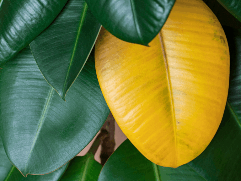 Pohon Karet Hias (ficus elastica)-2-min