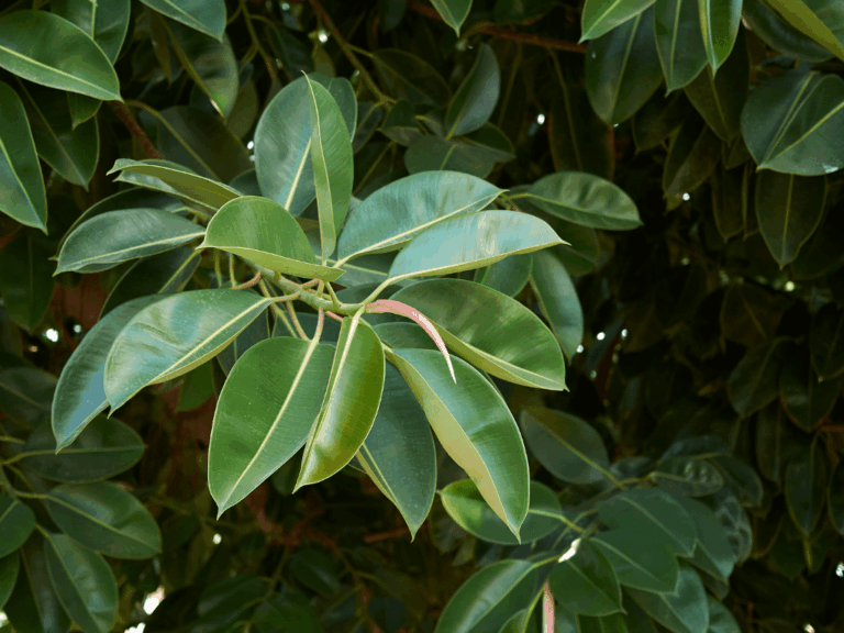 Pohon Karet Hias (ficus elastica) Home-min