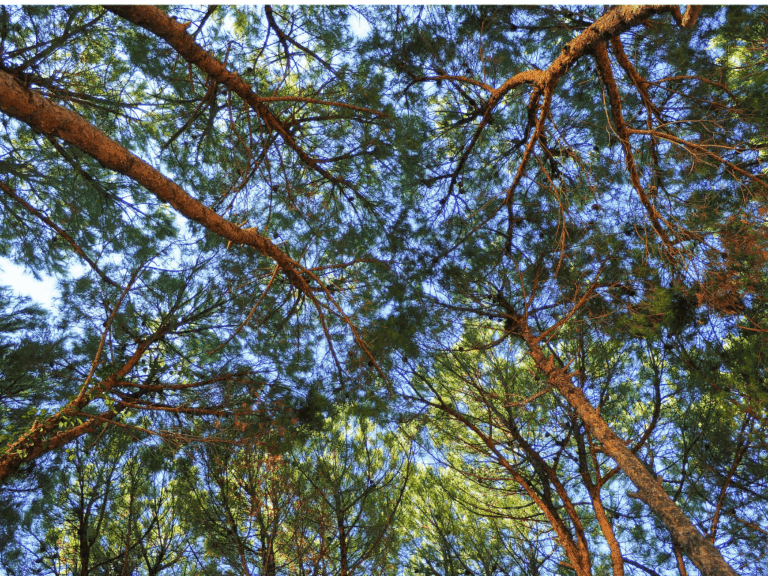 Pohon Ketapang kencana (terminalia mantaly)-1-min