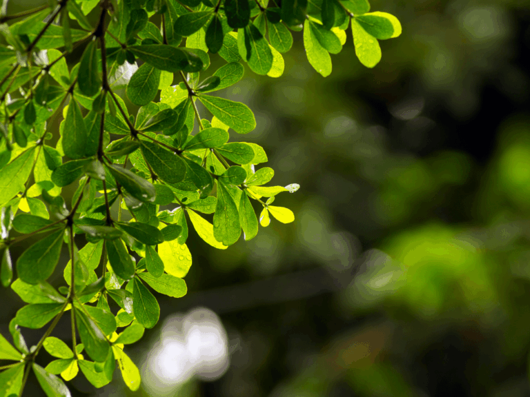 Pohon Ketapang kencana (terminalia mantaly)-2-min
