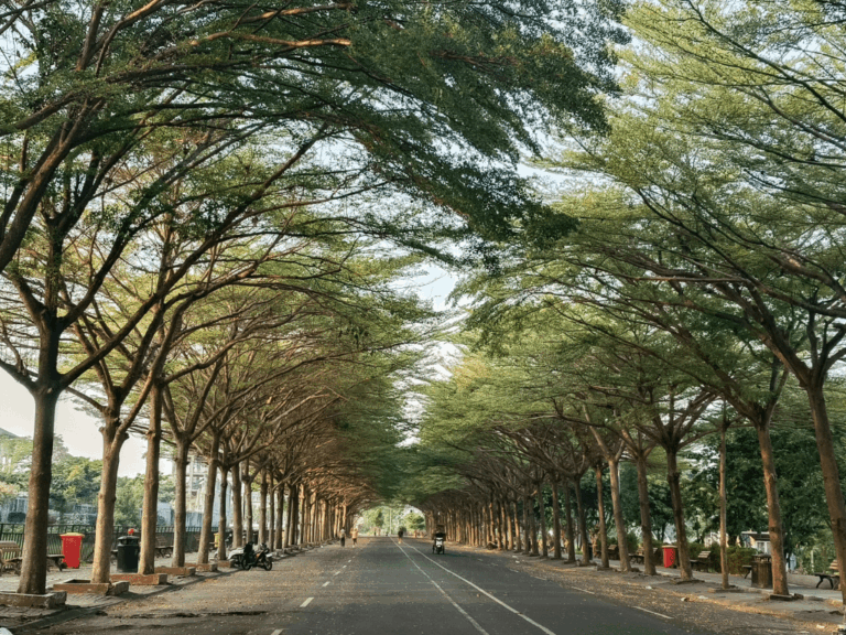 Pohon Ketapang kencana (terminalia mantaly)-3-min