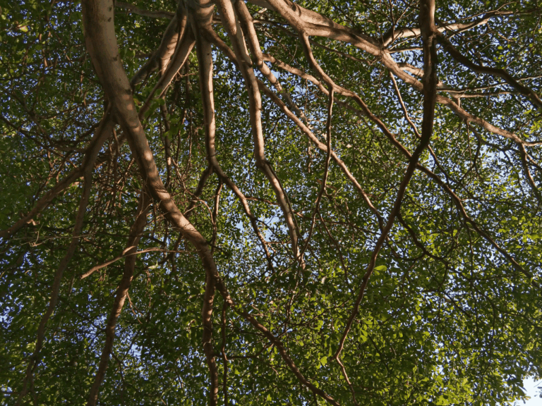 Pohon Ketapang kencana (terminalia mantaly) Home-min