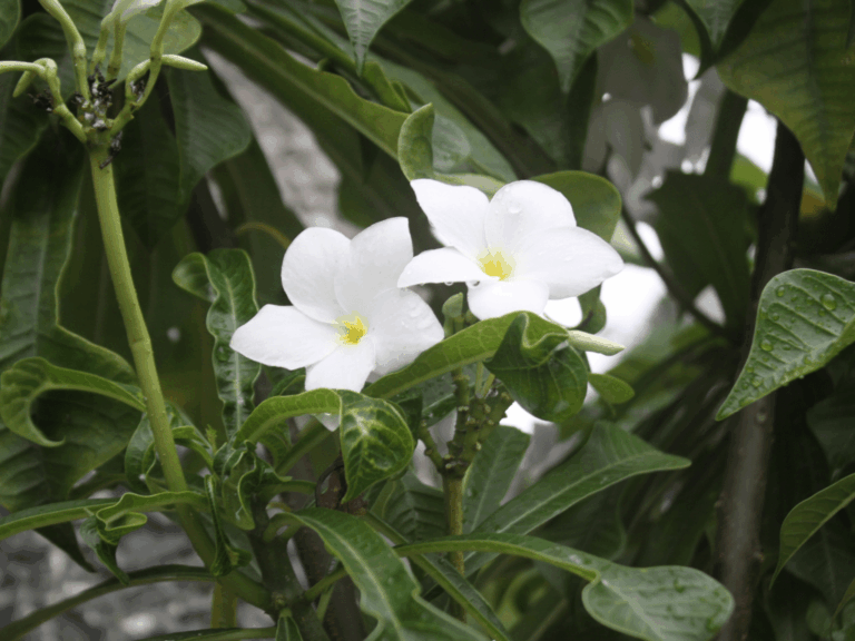 Pohon kamboja (plumeria spp)-1-min