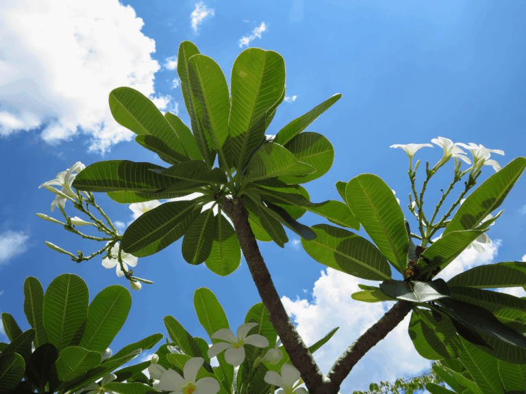 Pohon kamboja (plumeria spp)-2-min