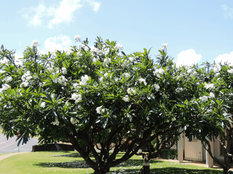 Pohon kamboja (plumeria spp)-3-min