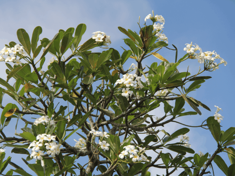 Pohon kamboja (plumeria spp) Home-min