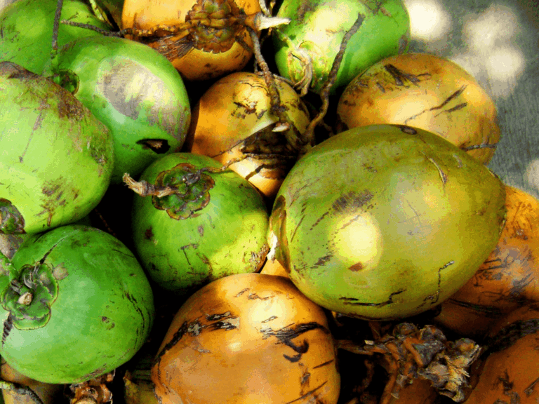 Pohon kelapa gading (cocos nicifera varietas eburnea)-2-min