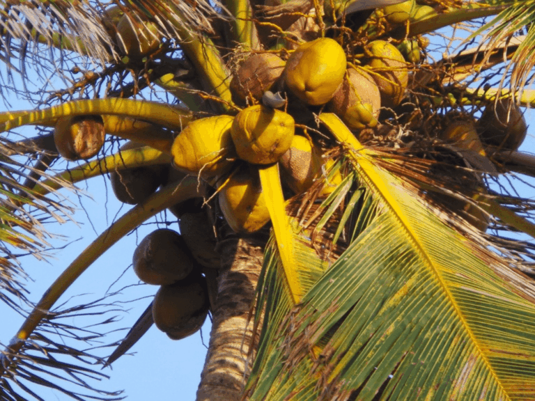 Pohon kelapa gading (cocos nicifera varietas eburnea)-3-min