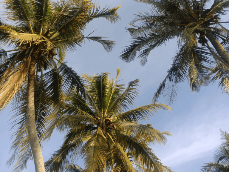 Pohon kelapa gading (cocos nicifera varietas eburnea) Home-min