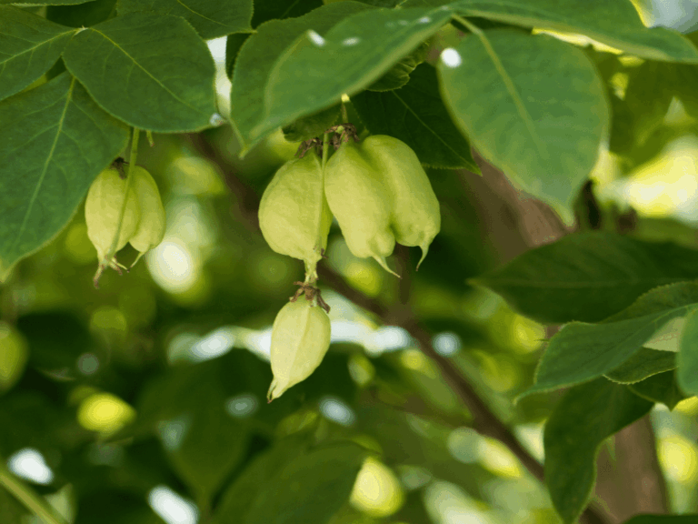 Pohon keloncing (spondias pinnata)-1-min