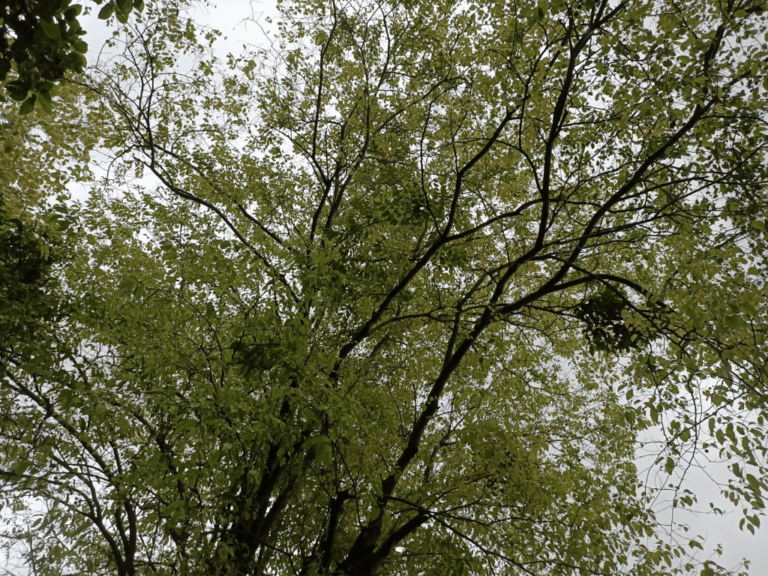 Pohon keloncing (spondias pinnata)-3-min