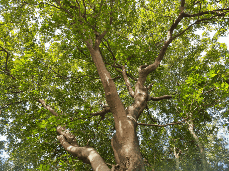 Pohon keloncing (spondias pinnata) Home-min