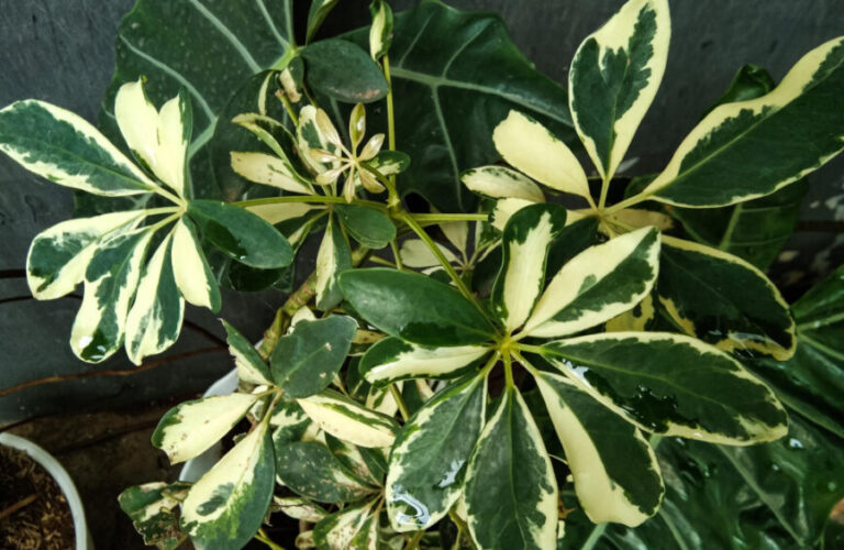 Tanaman Walisongo Farigata 1