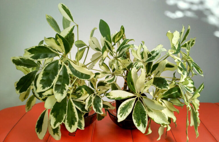 Tanaman Walisongo Farigata 3