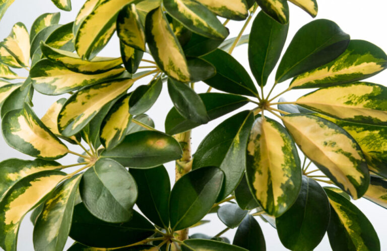 Tanaman Walisongo Farigata 4