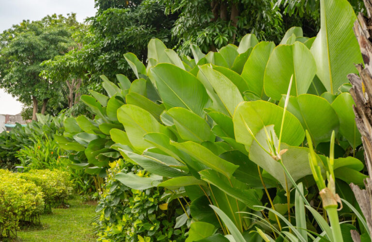 Tanaman cuban cigar 1
