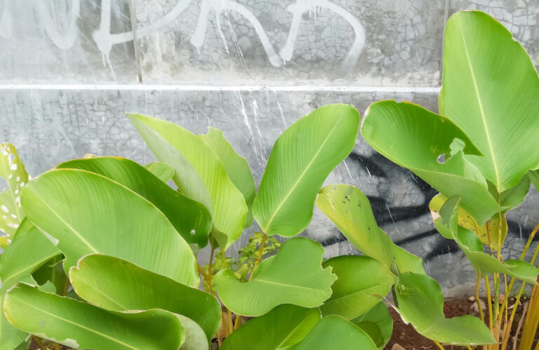 Tanaman cuban cigar 2