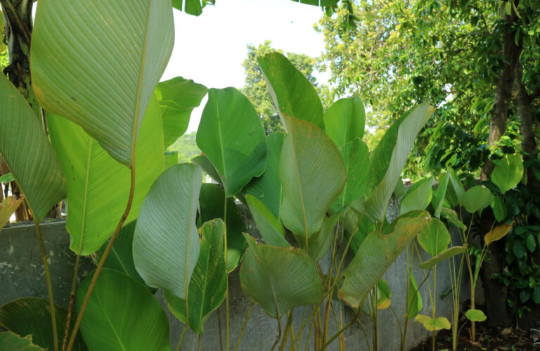 Tanaman cuban cigar 3