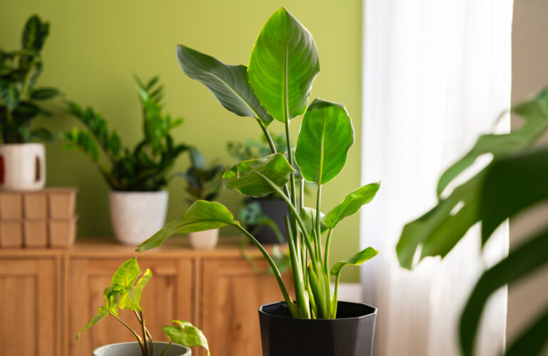 Tanaman cuban cigar 4