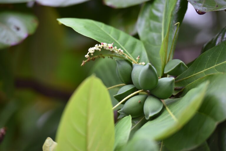 terminalia-catappa-1