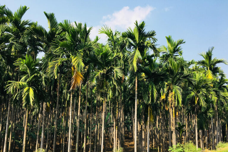 pohon palem ekor tupai 4