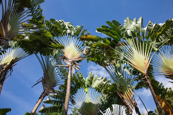 pohon-pisang-kipas-1