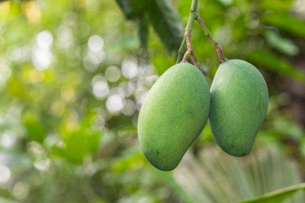 mangga-dermayu-1
