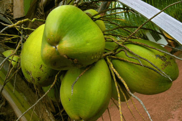 Kelapa ijo (Cocos nucifera var. viridis)-2-min