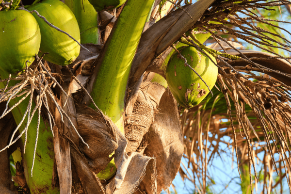Kelapa kopyor hijau (cocos nucifera var.makapuno) Home